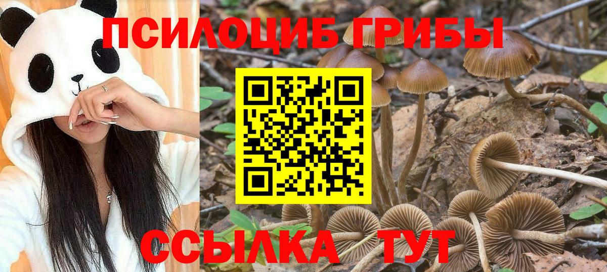 Галлюциногенные грибы Psilocybine cubensis Амурск