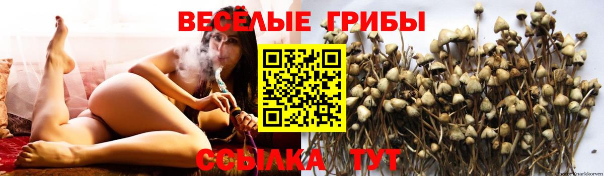 Псилоцибиновые грибы мицелий  Вход с VPN  Галлюциногенные грибы GOLDEN TEACHER  Амурск 